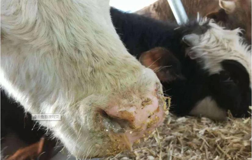 牛羊口蹄疫小妙招,牛羊口蹄疫怎么办