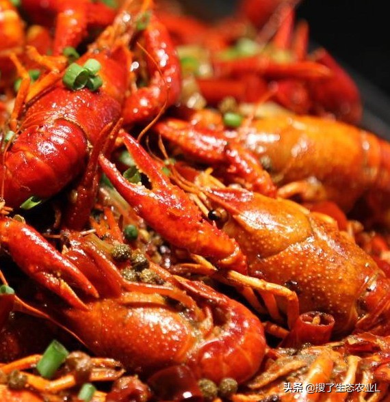 小龙虾养殖最适合养殖的时间,小龙虾养殖需要什么条件和技术