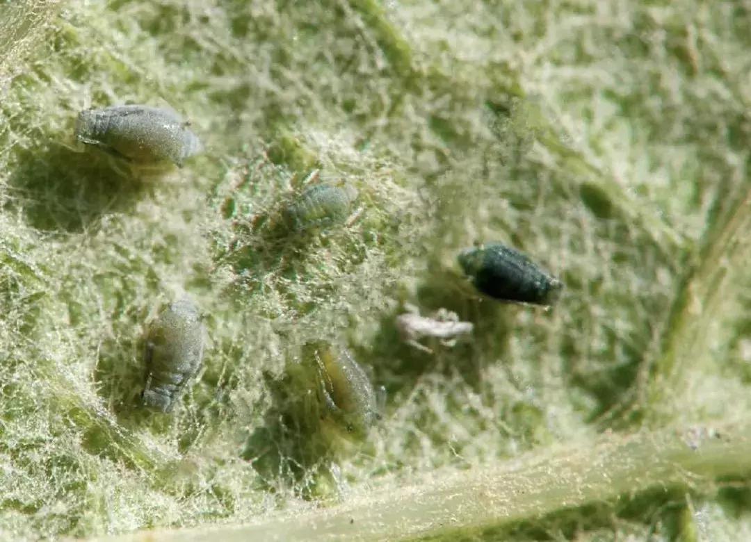 苹果虫害最佳防治方法,苹果各种虫害最佳防治时间