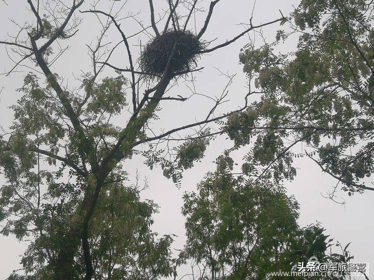 时隔多年老连长带老兵回归军营,三位老战友回忆当年军旅