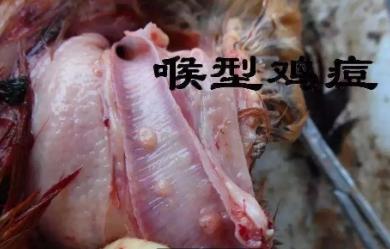 已经有了鸡痘还能注射疫苗吗,鸡痘的症状治疗方法