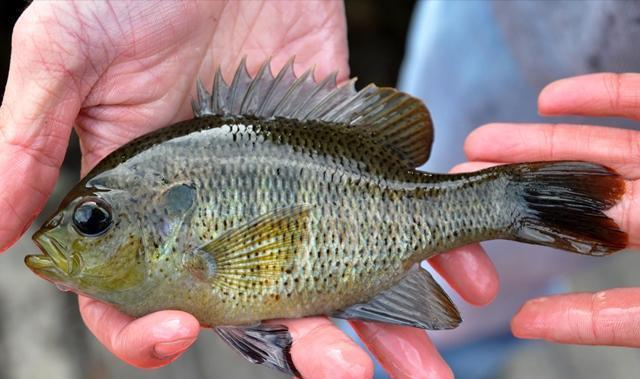 太阳鱼入侵四川哪些区域,太阳鱼能在河流里存活吗