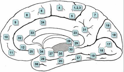 dbs脑深部电刺激术治疗强迫症吗,脑深部电刺激对帕金森效果如何