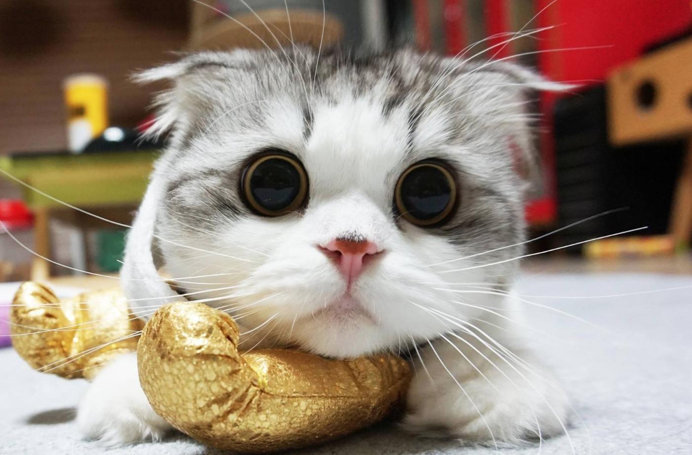 猫咪外伤导致眼睛发炎用什么药,猫咪外伤用什么药愈合伤口