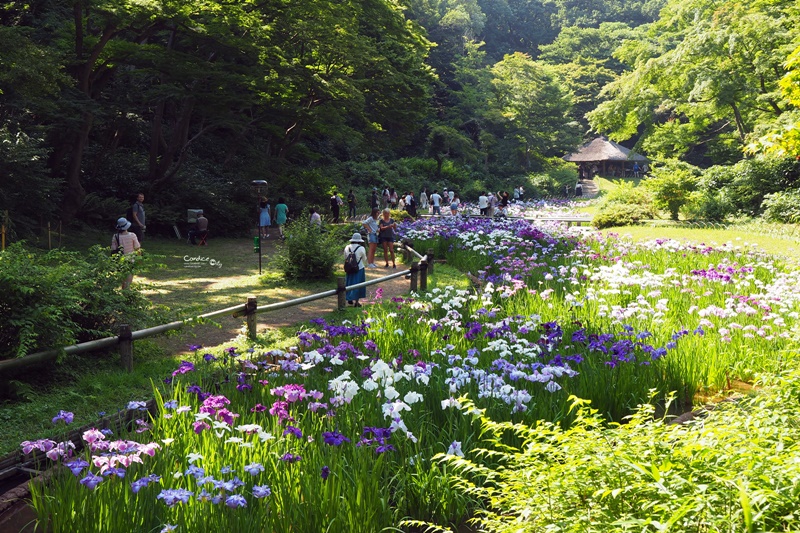 日本东京美食攻略自由行,东京旅游美食自由行路线攻略