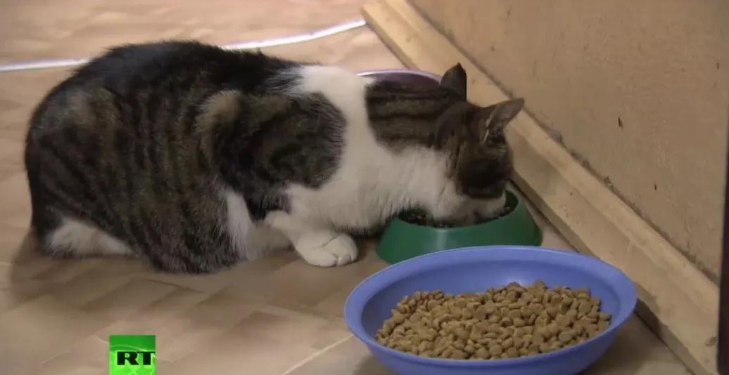 流浪猫突然暴富了,俄罗斯3只流浪猫