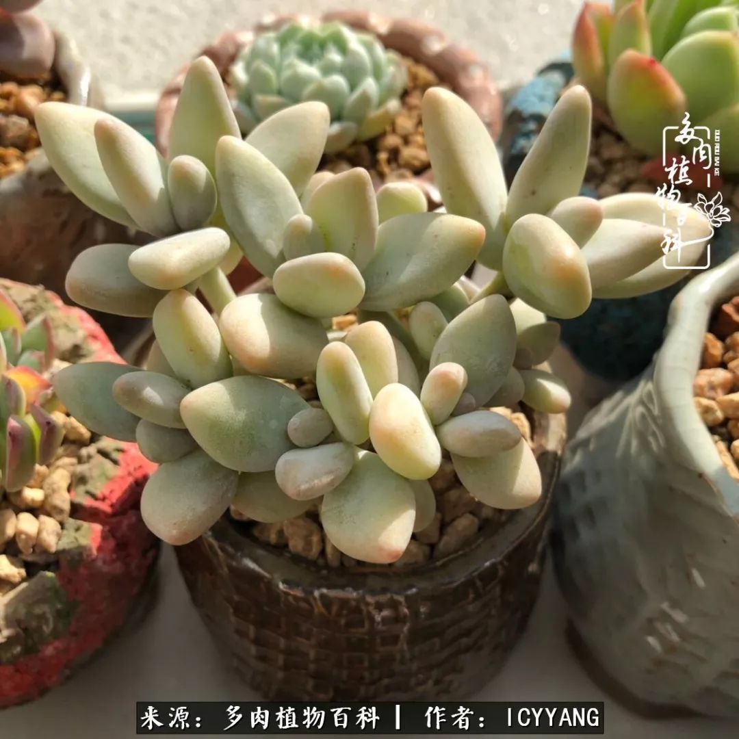 多肉隔着玻璃晒太阳效果好吗,隔着玻璃养的多肉照样长得好