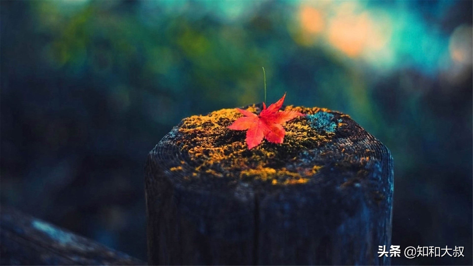 不哭不闹，一个女人伤透了心，反而会是这样