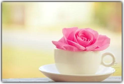 为他人开出一朵绚烂的花,为别人开一朵花80字