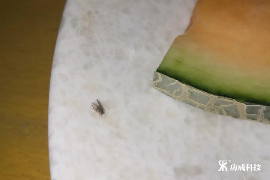 卫生间有小虫蛾蚋怎么治,卫生间出现蛾蚋怎么处理