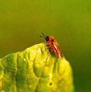 蔬菜苗期地下害虫防治,蔬菜害虫最佳防治方法