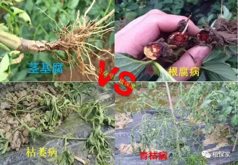 灌根药剂治根部病害,防治根腐病怎么灌根