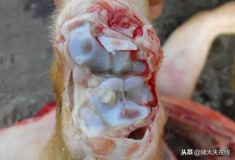 小猪腿肿用什么药？头孢配合它效果翻倍