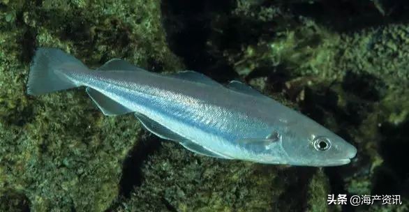 真鳕鱼科普,真鳕银鳕黑鳕鱼