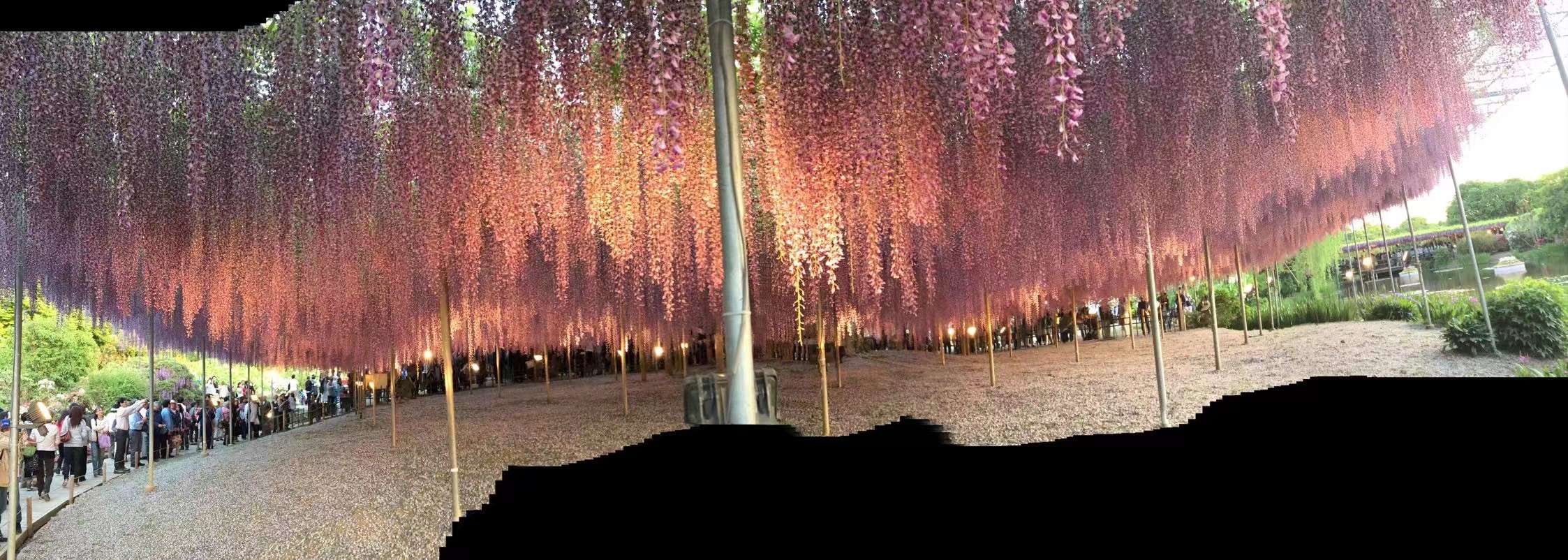 日本眼中的紫藤,最经典的日系紫藤