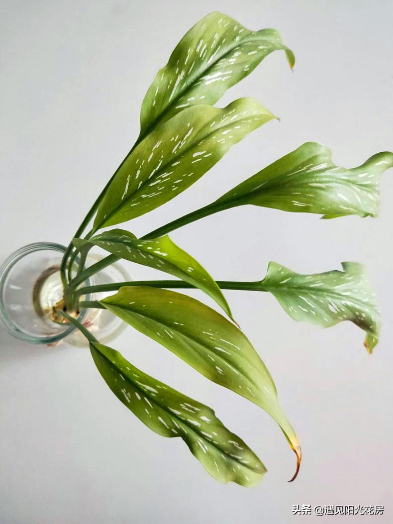 马蹄莲黄叶不开花是什么原因,马蹄莲叶子发黄解决办法水培