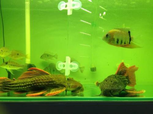 为什么异型鱼看到你会躲避,异型鱼出现问题的几个特征