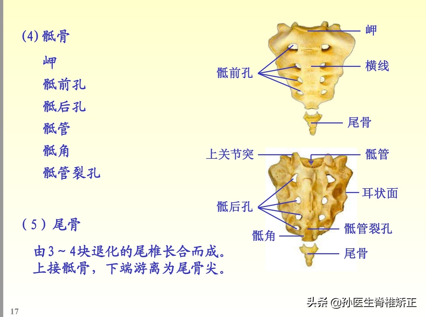 解剖学基础ppt完整版,人体系统解剖学ppt完整版