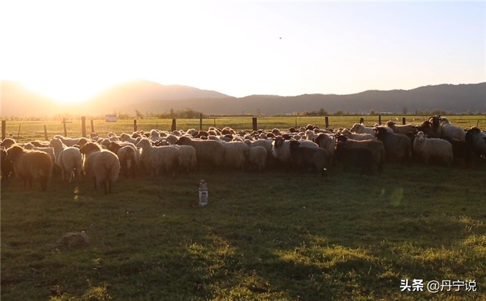当美国爆发冠状病毒，加州农场主玛丽的繁忙工作和牛仔穿搭