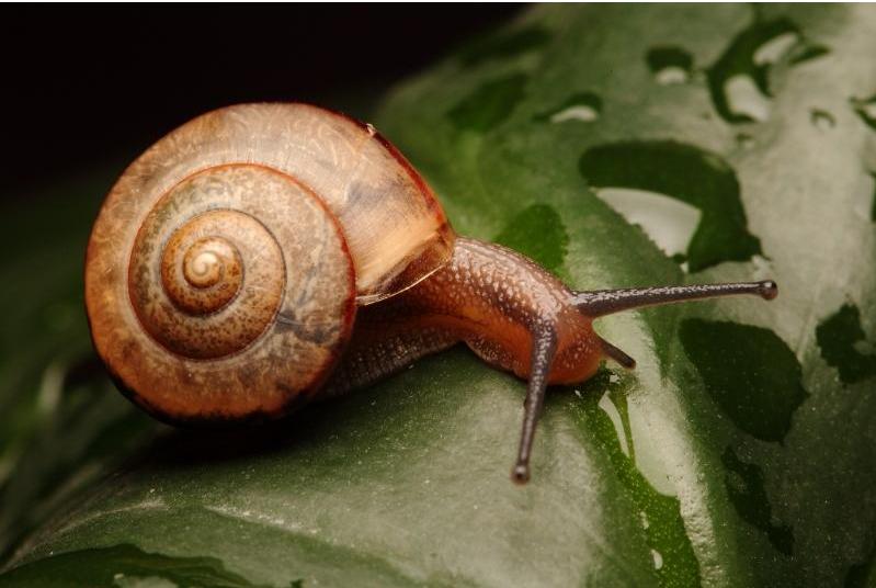 是雌雄一体的动物,既是雌性又是雄性