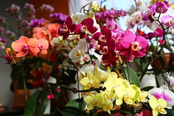 最好养爱开花的兰花,四季能开花的兰花有哪些