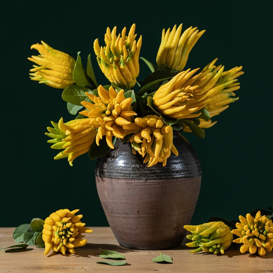 小时候怎么没听说过佛手瓜,佛手瓜和佛手不是一种东西吧