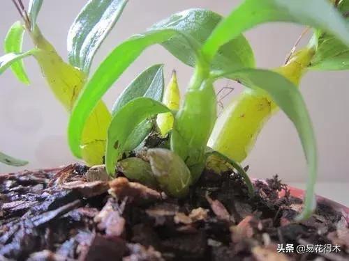 珍虫石斛什么档次,珍虫石斛花的介绍