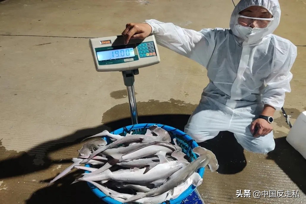 国门利剑缉私案件,黄埔海关国门利剑2018打击成品油