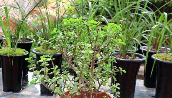 小盆栽金枝玉叶怎么养成老桩,金枝玉叶盆栽怕晒吗