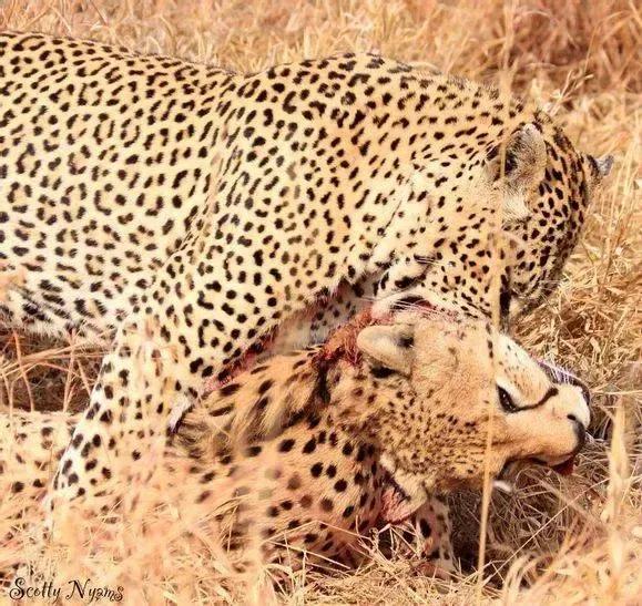 犬科代表非洲野犬,*攻围**狮子,掠夺豹子,暴打鬣狗,成为草原王者