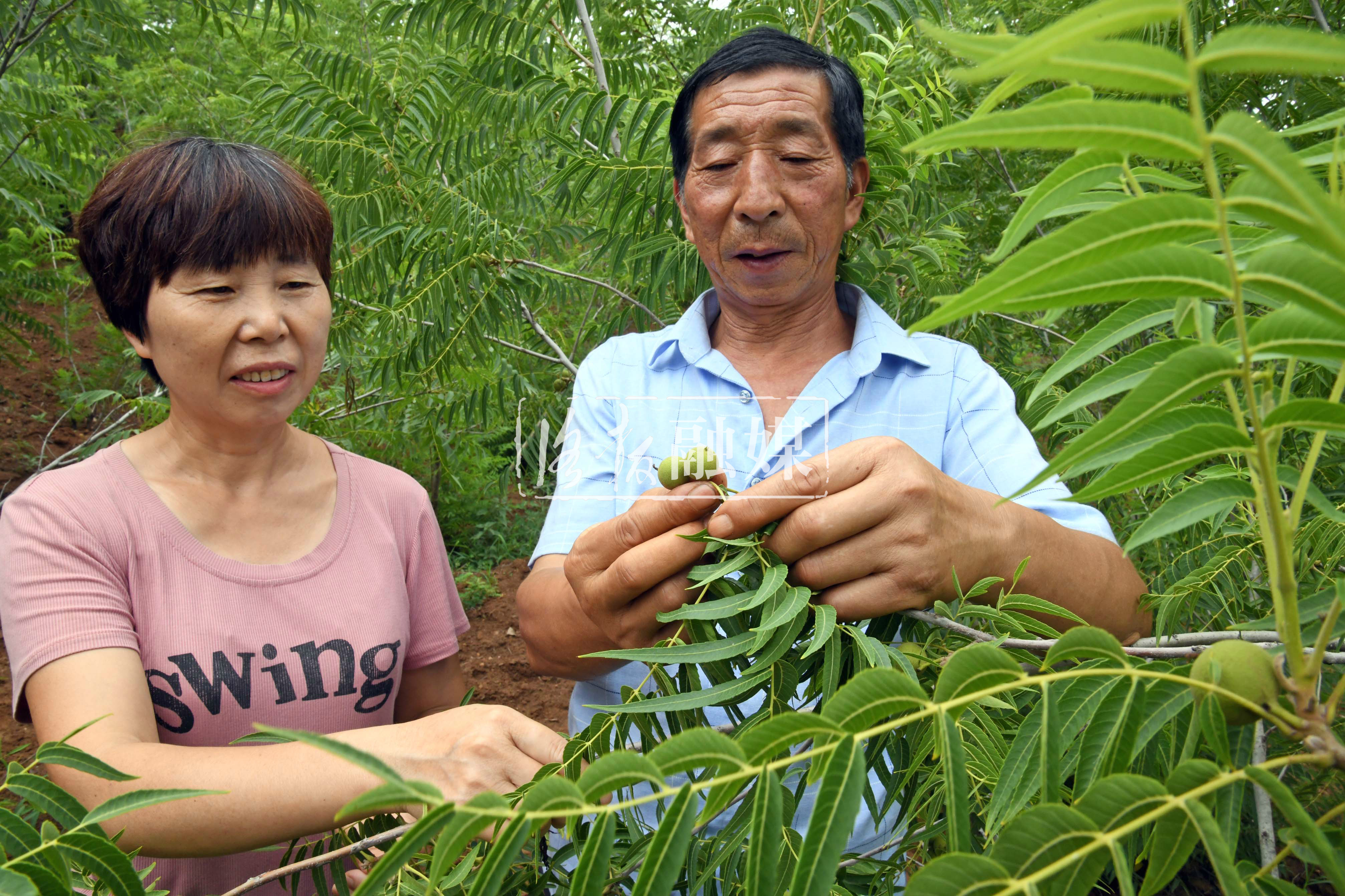 荒山种植核桃前景好,小核桃长成富民大产业
