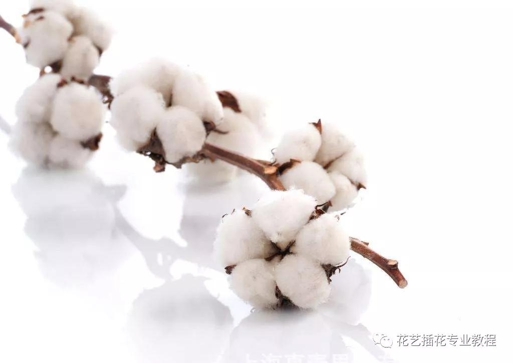 「花艺知识」50种常见花材的花语~（建议收藏）