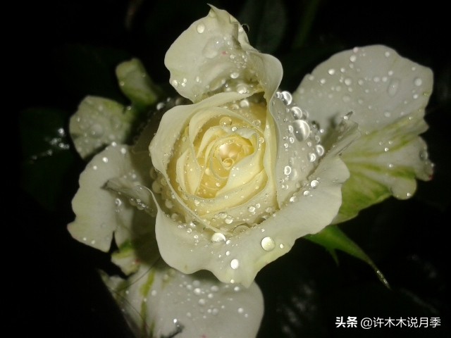 月季品种大全大图欣赏,美到窒息的月季品种图片