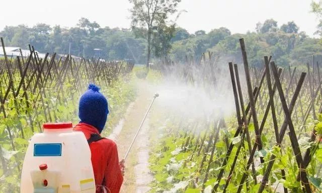 玉米二甲戊灵药害什么症状,棉花药害症状及防治方法
