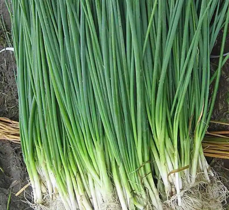 野生沙葱味道怎么样,沙葱为啥有苦味