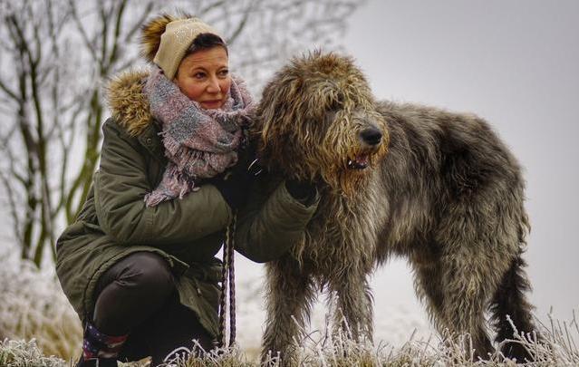 全球十大巨型犬可爱排名,十大恶犬宠物狗排名