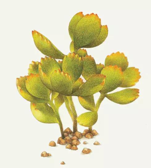 彩铅画入门教程多肉,彩铅画教程入门多肉