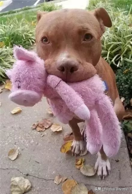 比特犬是最猛的吗,比特犬有多厉害