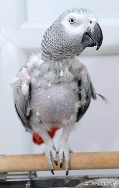 灰鹦鹉掉毛原因,灰鹦鹉羽毛红是病毒吗
