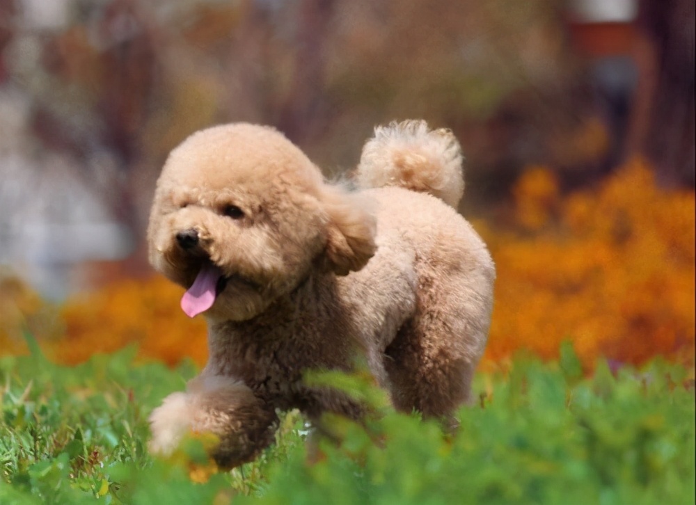 泰迪有哪些不良习惯如何纠正,泰迪的4大忌讳