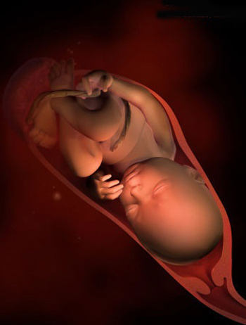 胎儿发育过程1-40周模型,2021年1-40周胎儿发育全过程