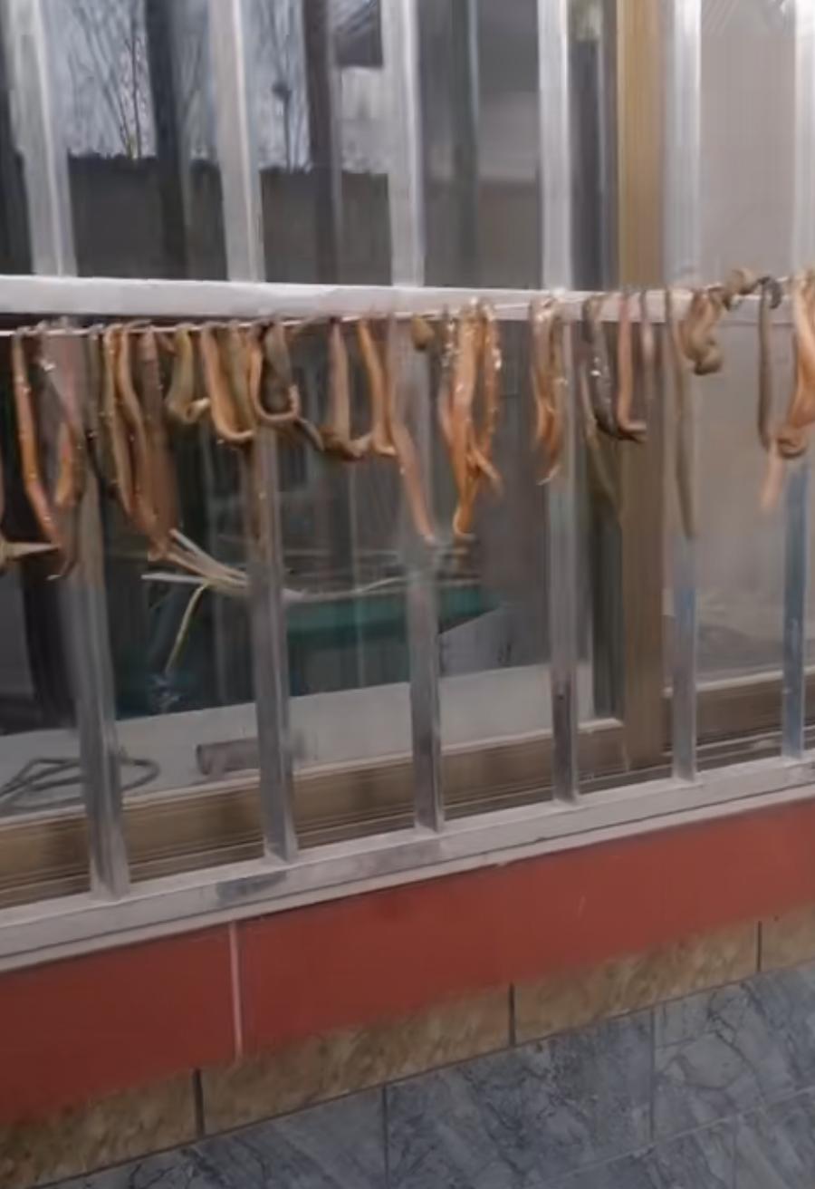 水蛭到底有多可怕,水蛭很可怕吗