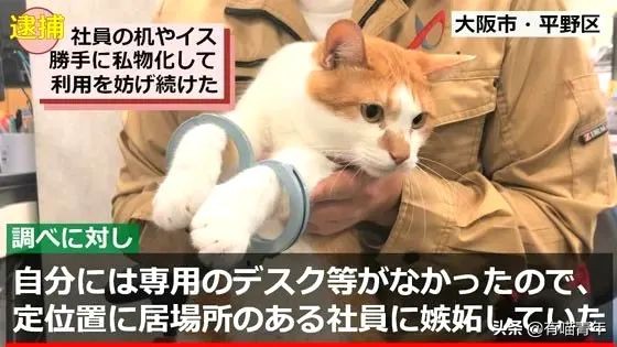 橘猫被抓警察局,肥猫被警察带走判刑