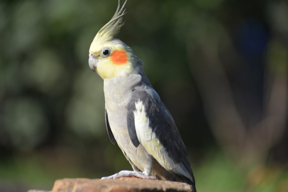 虎皮鹦鹉训鸟怎么才能让它不咬人,鹦鹉如何训没有手养过的鸟
