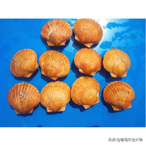 金壳黄壳灰壳,青农金贝最新消息