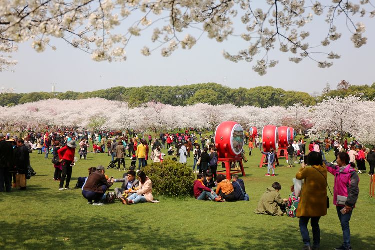 鑻遍泟褰掓潵妯辫姳鏈夌害,妯辫姳鐩涘紑鑻遍泟褰掓潵瀹屾暣瑙嗛