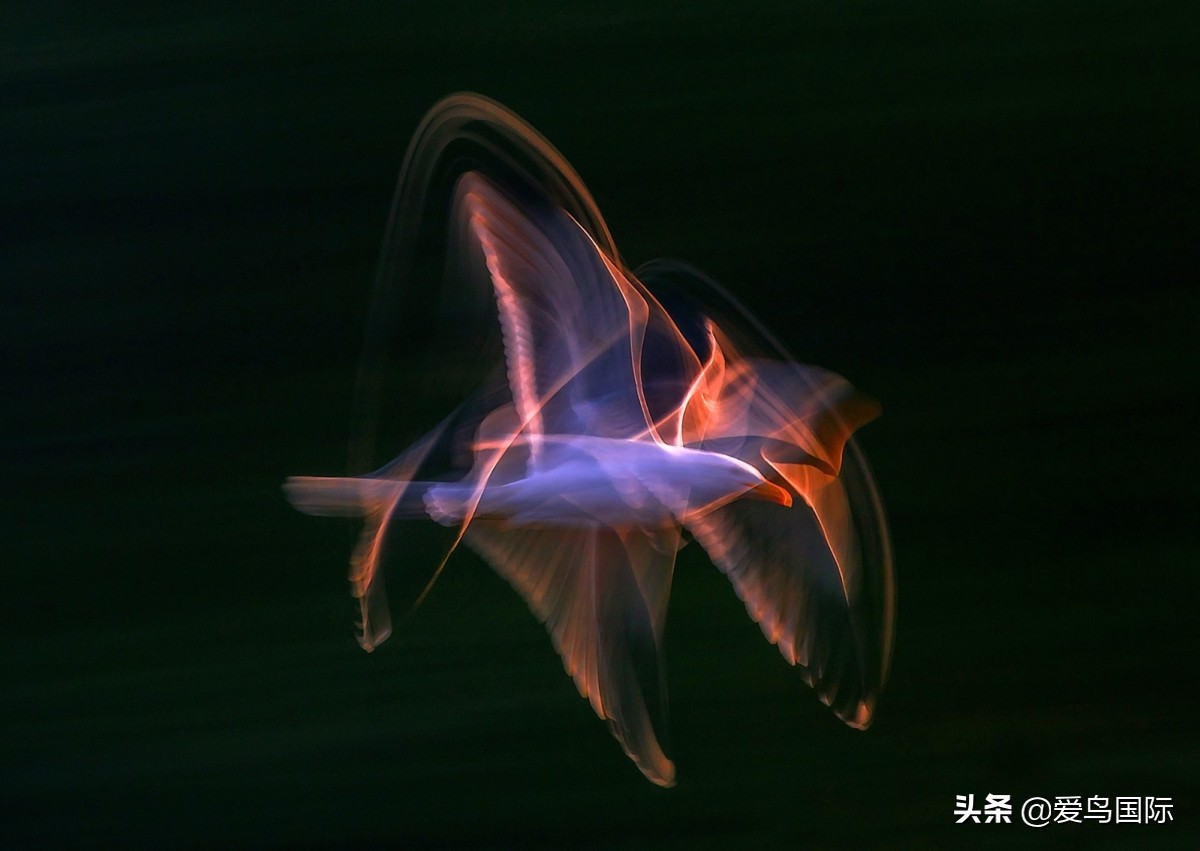 观鸟大年,观鸟大年免费