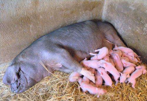 母猪产后发烧用什么药效果最好,母猪产后热如何预防