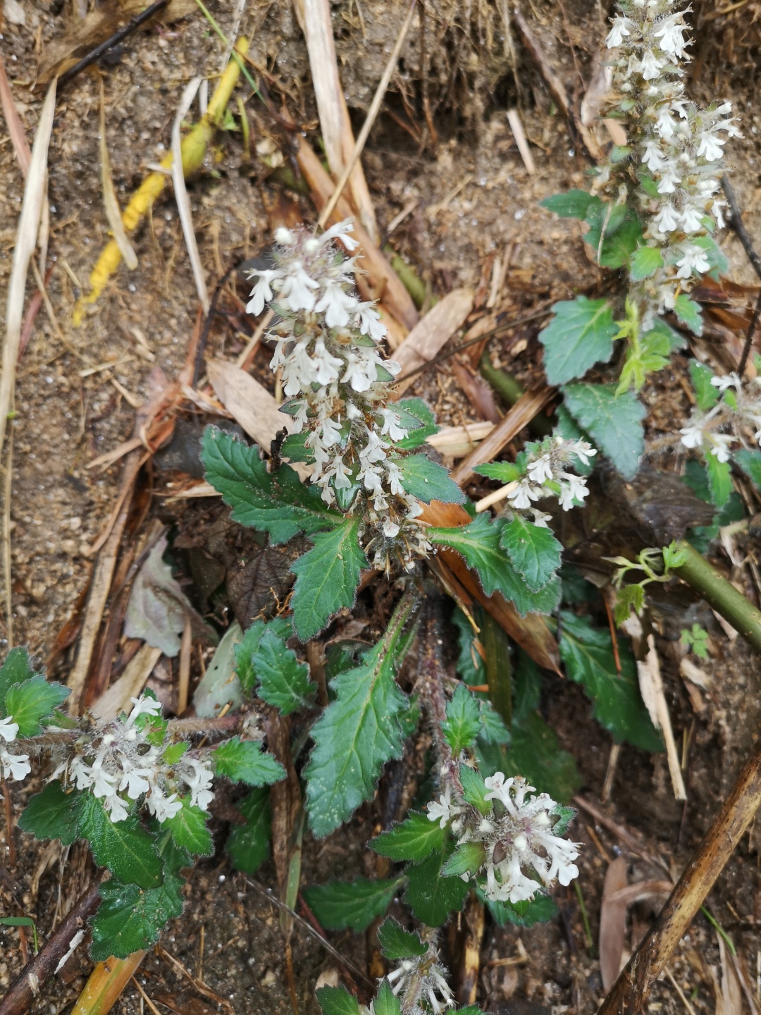竹林深处探宝——只为了那一棵黄精