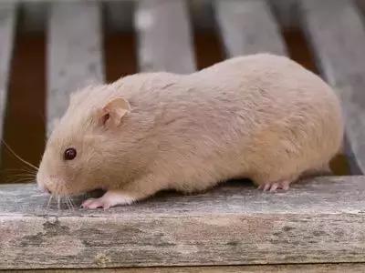 仓鼠种类大仓鼠,仓鼠的详细资料仓鼠的种类